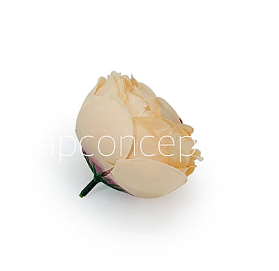 Apricot with hints of Burgundy Peony