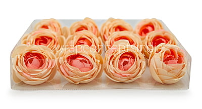 Peach Shaded Peony Peach Shaded Peony