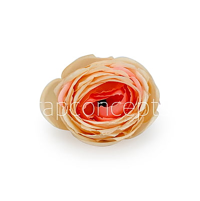 Peach Shaded Peony Peach Shaded Peony