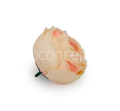Peach Shaded Peony Peach Shaded Peony