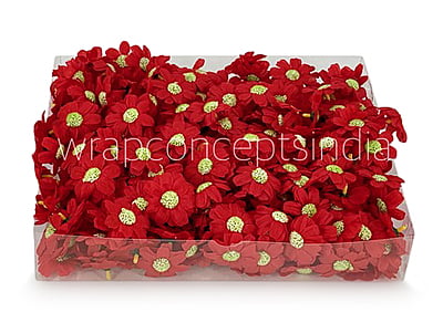 Red Cosmos Flower