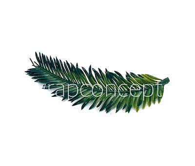 Long Palm Leaves Long Palm Leaves
