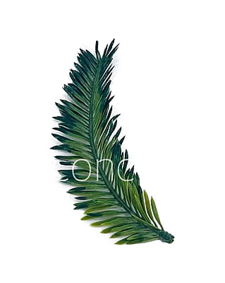 Long Palm Leaves Long Palm Leaves