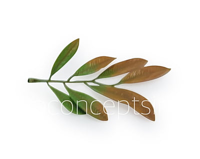 Acacia Leaves Green & Brown Shaded Acacia Leaves Green & Brown Shaded
