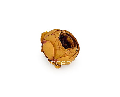 Peony - Tan Peony - Tan