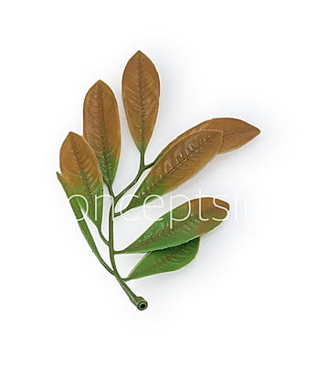 Acacia Leaves Green & Brown Shaded Acacia Leaves Green & Brown Shaded