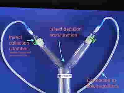 Y-tube (boro 3.3) for Olfactometer 4 cm for medium size insects Y-tube (boro 3.3) for Olfactometer 4 cm for medium size insects
