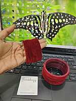 Velvet Bangle JBAN35
