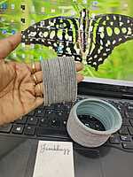 Velvet Bangle JBAN35