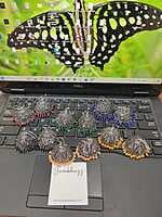 Colorfull Big Jumkha JHK29