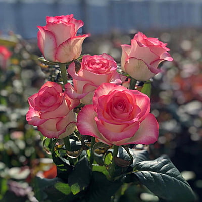 Jumilia Rose Jumilia Rose