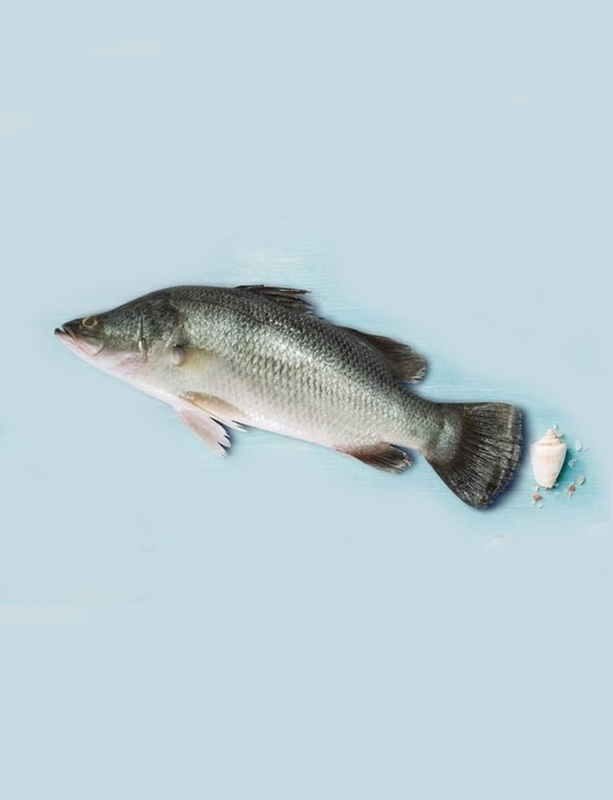KALANJI / KOLAN / SEA BASS -500gm