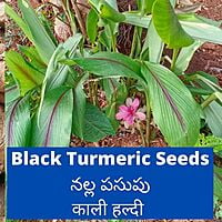 250gms Black Turmeric Seeds Rhizomes | నల్ల పసుపు (Curcuma caesia)
