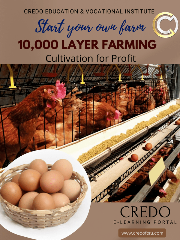 TEN THOUSAND LAYER FARMING TEN THOUSAND LAYER FARMING