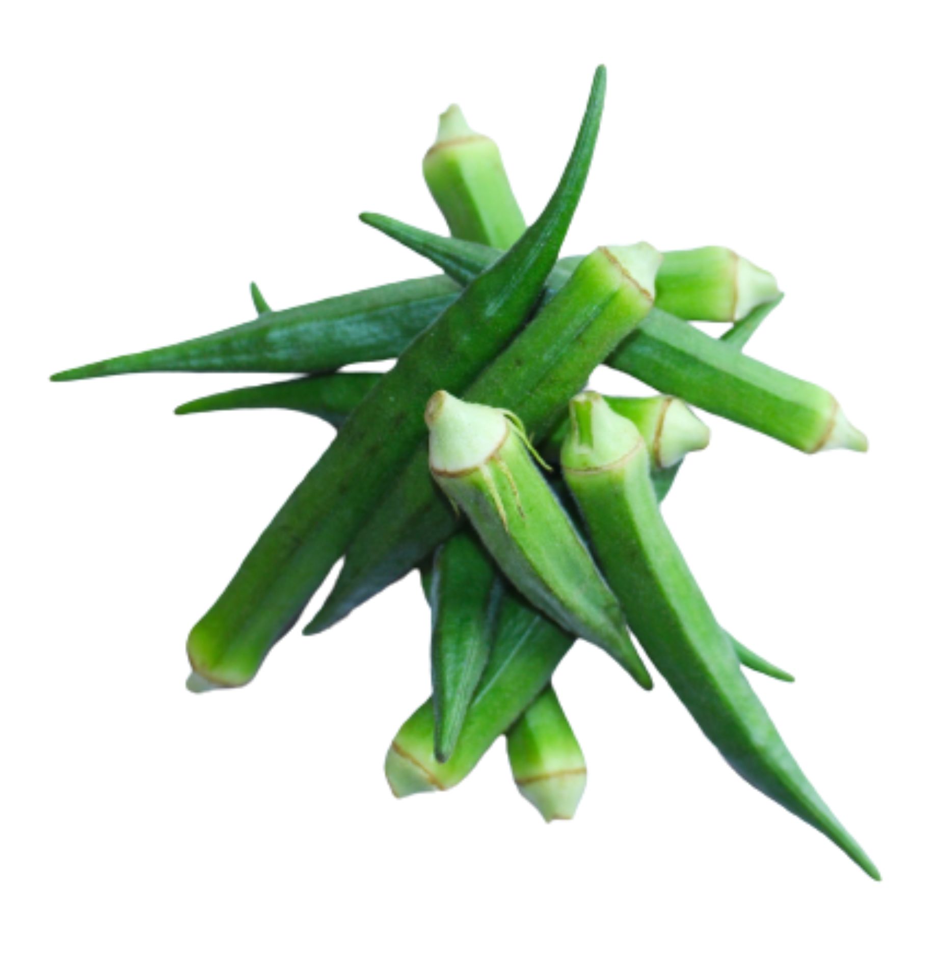 Lady Finger (Vendikaai) Lady Finger (Vendikaai)