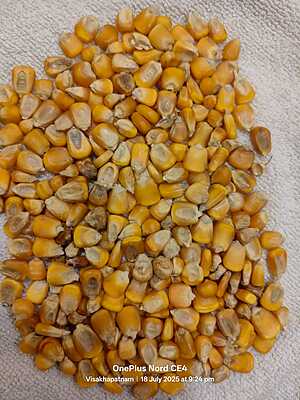 Indian Yellow Maize (Makka) C Grade - 60 kg