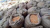 Maize (Makka) A Grade Maize (Makka) A Grade