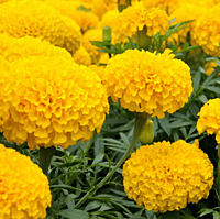 5nos Yellow Marigold Flower Seedings, Garden Companion Plant, Beautiful Large Pom Pom Blooms