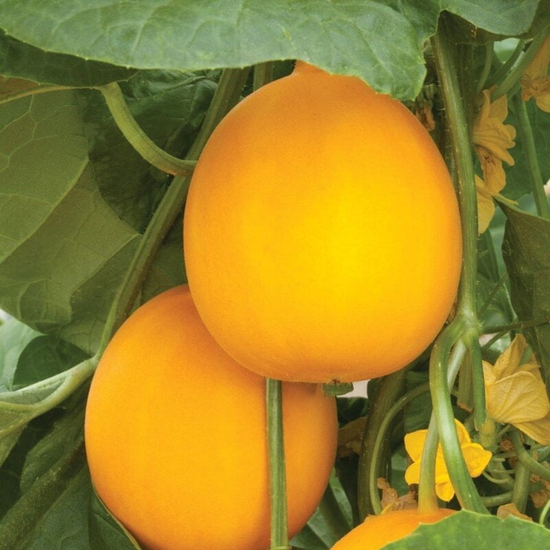 Yellow Cucumber (Dosakaya) 15 to 20 seeds