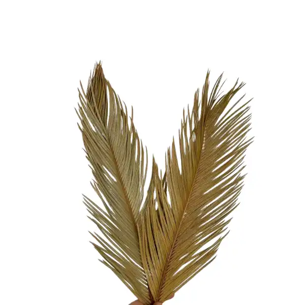 natural dried cycus leaf for exotic floral decor, dry flower arrangements, and export natural dried cycus leaf for exotic floral decor, dry flower arrangements, and export