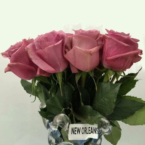New Orleans Rose