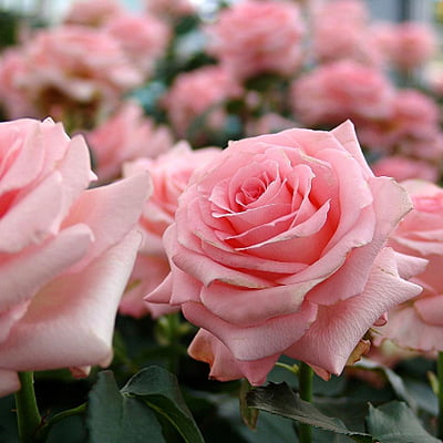 Noblesse Rose Noblesse Rose