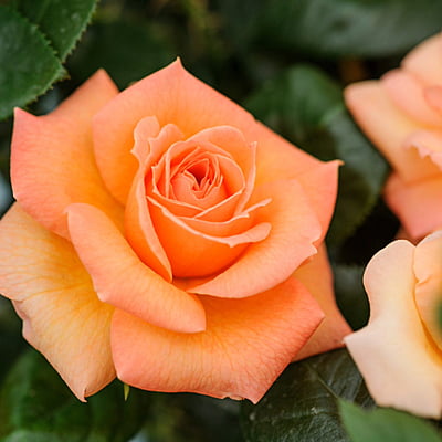 Orange Rose Orange Rose