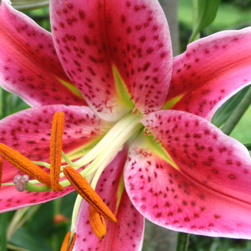 Oriental Lilies