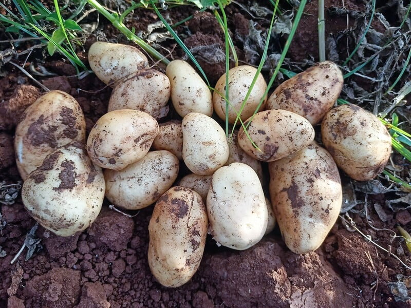 POTATO 500 Gms