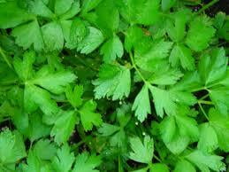 Parsley Parsley