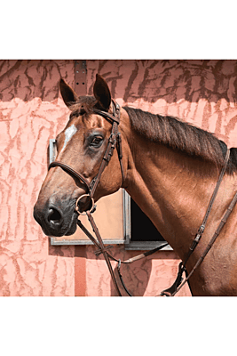 CWD French Nose Band Bridle CWD French Nose Band Bridle