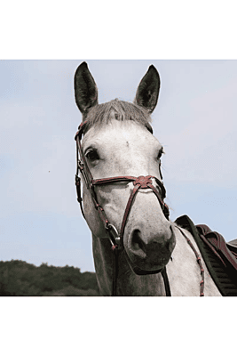 CWD Figure 8 Bridle CWD Figure 8 Bridle