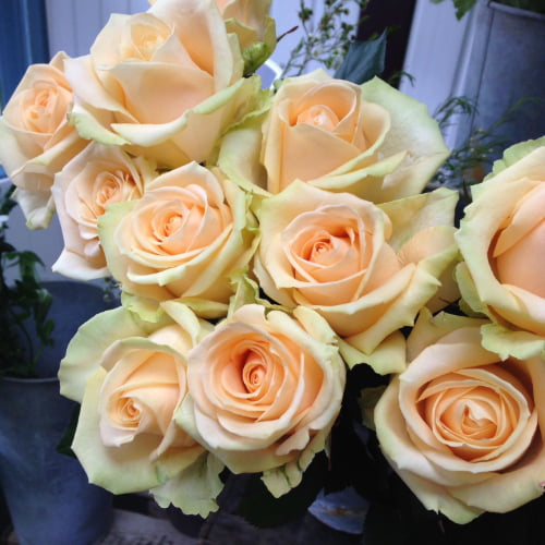 Peach Avalanche Rose