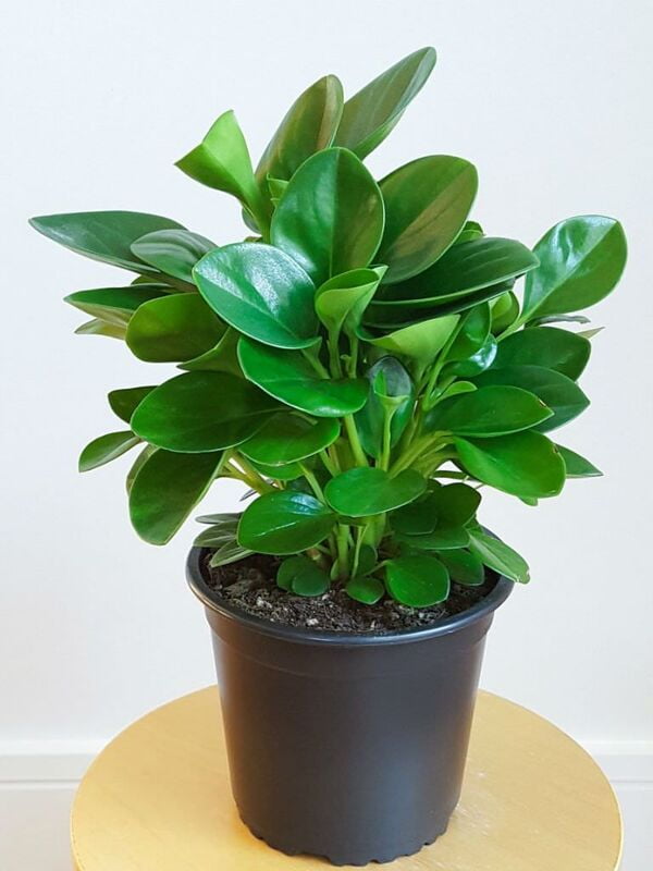 Peperomia obtusifolia (Baby Rubber Plant) - World of Succulents Peperomia obtusifolia (Baby Rubber Plant) - World of Succulents