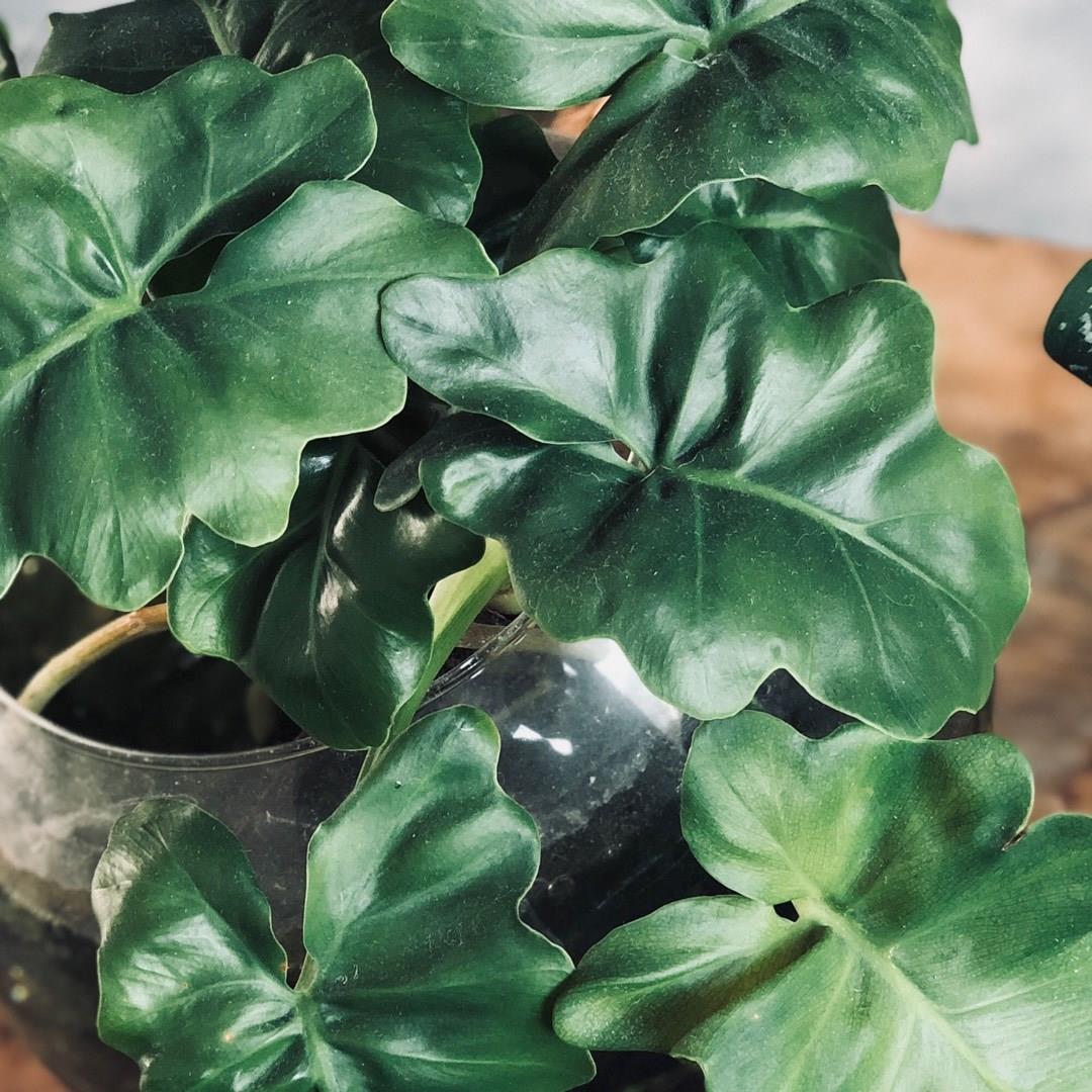 Philodendron Super Atom