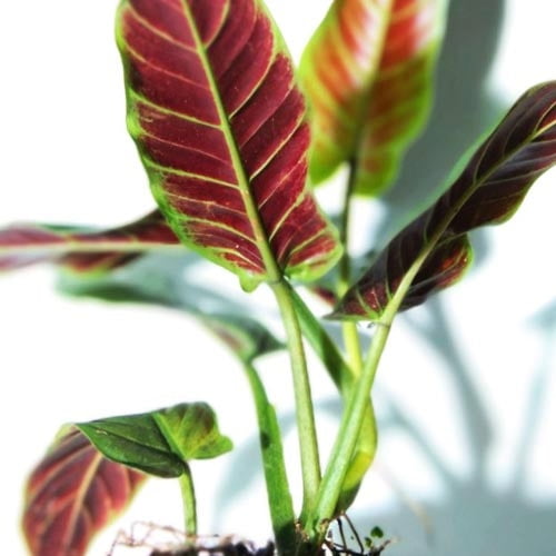 Philodendron Subhastatum