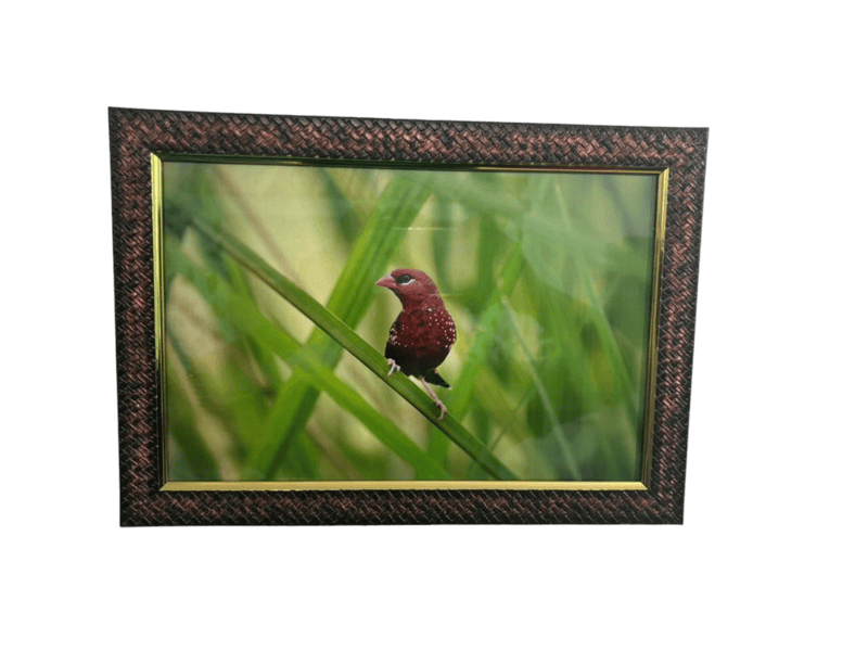 Beautifully photographed in their natural habitat and elegantly framed Red avadavat in the wild || wildlife photograhy || Professionally captured photo || bird in a frame || home décor || Framed wall