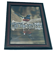 Beautifully photographed in their natural habitat and elegantly framed Magpie-robins or Shama in the wild || wildlife photograhy || Professionally captured photo || bird in a frame || home décor Beautifully photographed in their natural habitat and elegantly framed Magpie-robins or Shama in the wild || wildlife photograhy || Professionally captured photo || bird in a frame || home décor