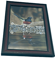 Beautifully photographed in their natural habitat and elegantly framed Magpie-robins or Shama in the wild || wildlife photograhy || Professionally captured photo || bird in a frame || home décor Beautifully photographed in their natural habitat and elegantly framed Magpie-robins or Shama in the wild || wildlife photograhy || Professionally captured photo || bird in a frame || home décor