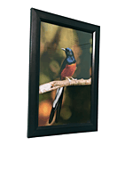 Beautifully photographed in their natural habitat and elegantly framed white-rumped Shama in the wild || wildlife photograhy || Professionally captured photo || bird in a frame || home décor || Beautifully photographed in their natural habitat and elegantly framed white-rumped Shama in the wild || wildlife photograhy || Professionally captured photo || bird in a frame || home décor ||