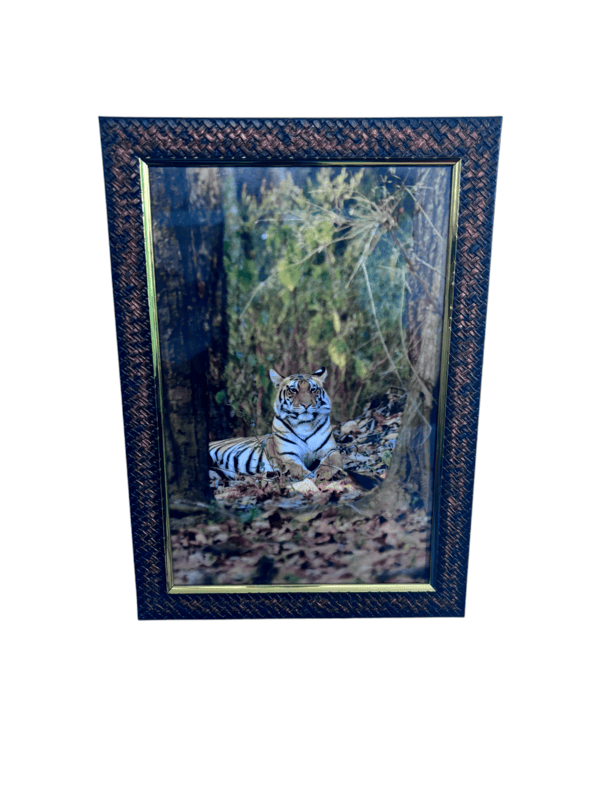 Beautifully photographed in their natural habitat and elegantly framed Bengal tiger in the wild || wildlife photograhy || Professionally captured photo || tiger in a frame || home décor || Framed