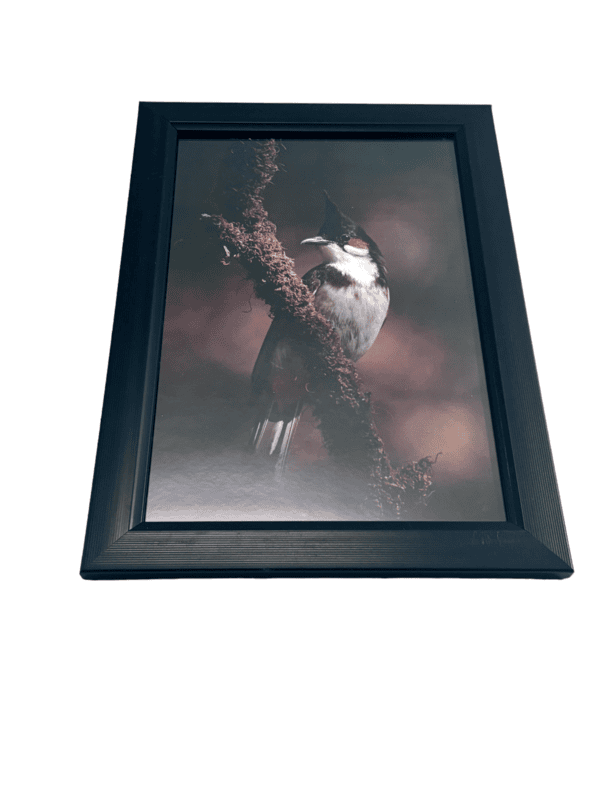 Beautifully photographed in their natural habitat and elegantly framed Red-Whiskered Bulbul in the wild || wildlife photograhy || Professionally captured photo || bird in a frame || home décor