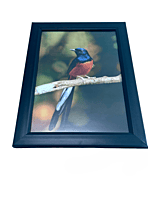 Beautifully photographed in their natural habitat and elegantly framed white-rumped Shama in the wild || wildlife photograhy || Professionally captured photo || bird in a frame || home décor || Beautifully photographed in their natural habitat and elegantly framed white-rumped Shama in the wild || wildlife photograhy || Professionally captured photo || bird in a frame || home décor ||