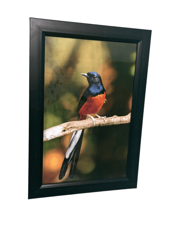 Beautifully photographed in their natural habitat and elegantly framed white-rumped Shama in the wild || wildlife photograhy || Professionally captured photo || bird in a frame || home décor ||