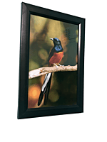 Beautifully photographed in their natural habitat and elegantly framed white-rumped Shama in the wild || wildlife photograhy || Professionally captured photo || bird in a frame || home décor || Beautifully photographed in their natural habitat and elegantly framed white-rumped Shama in the wild || wildlife photograhy || Professionally captured photo || bird in a frame || home décor ||