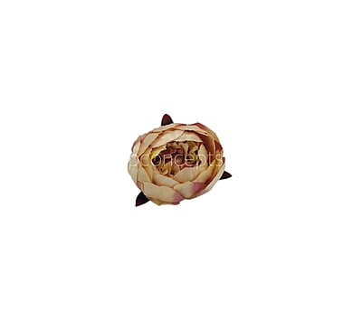 Peony - Cream with hints of Burgundy Peony - Cream with hints of Burgundy