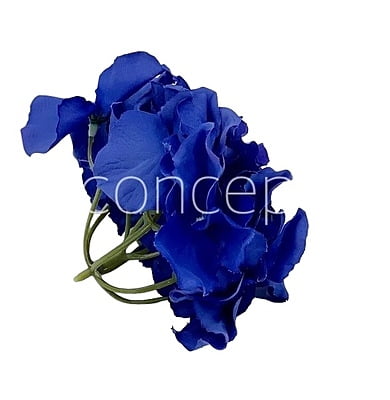 Moroccan Blue Hydrangeas Moroccan Blue Hydrangeas