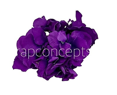 Hydrangeas - Deep Purple Hydrangeas - Deep Purple