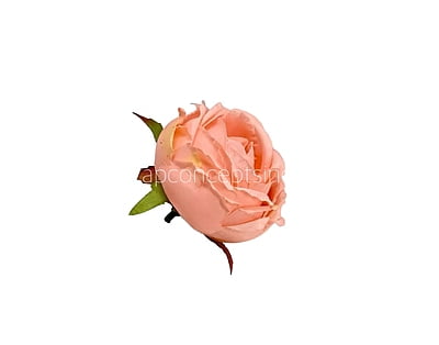 Left over Big Peony -Blush