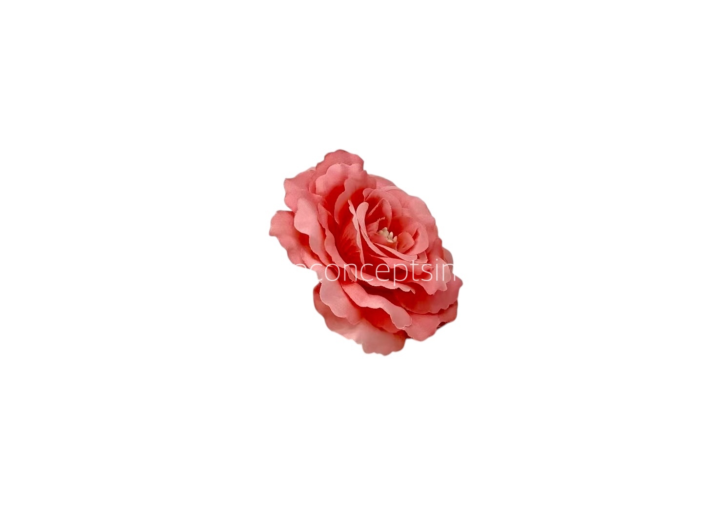 Peach Burst Open Rose Peach Burst Open Rose